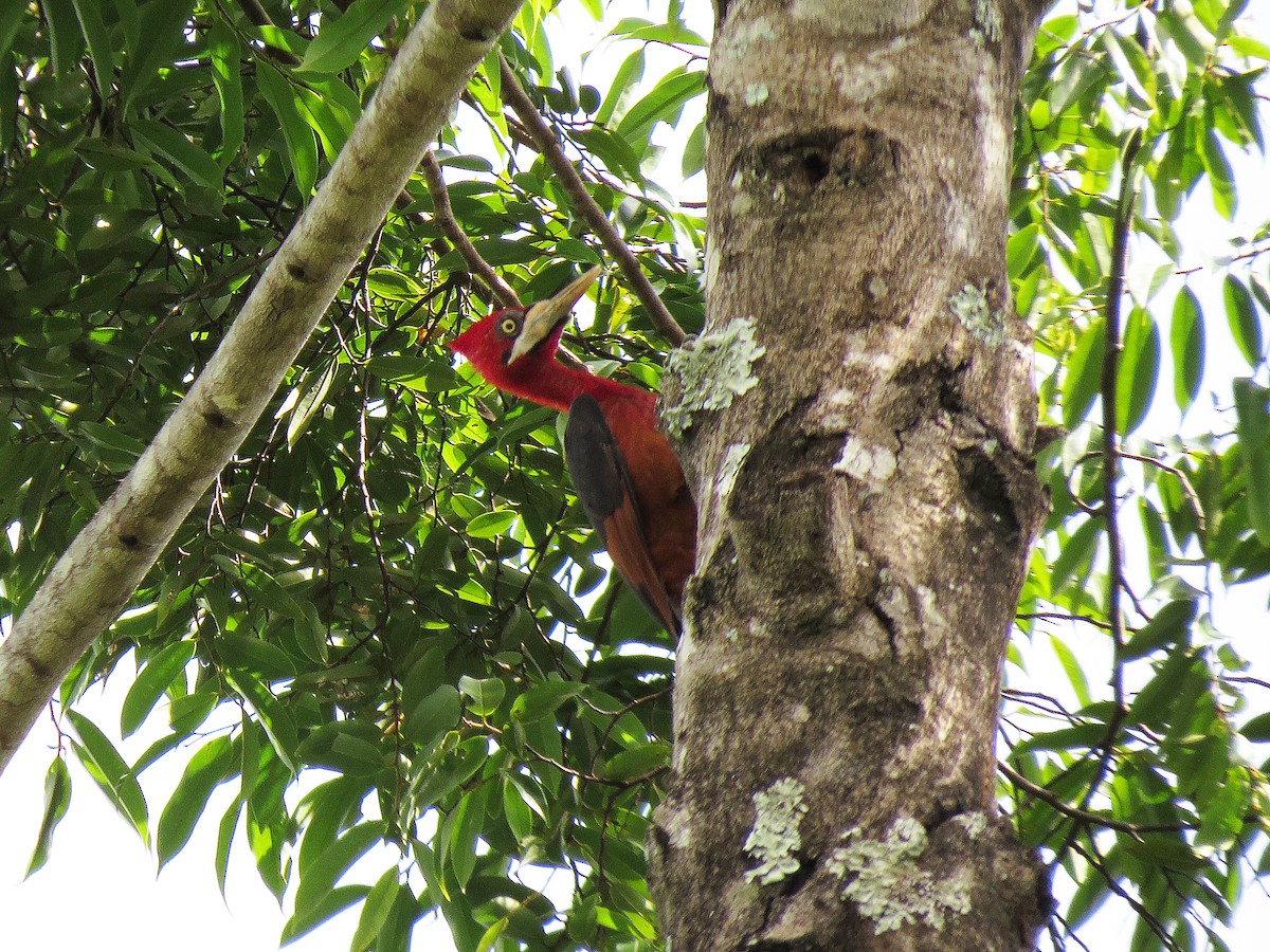 Red-necked Woodpecker - Alex Mesquita