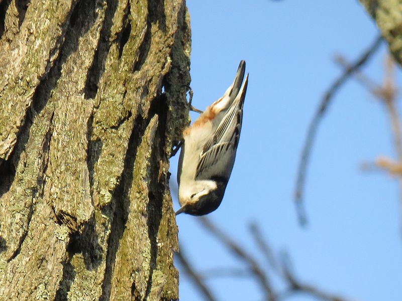 White-breasted Nuthatch - ML90479031