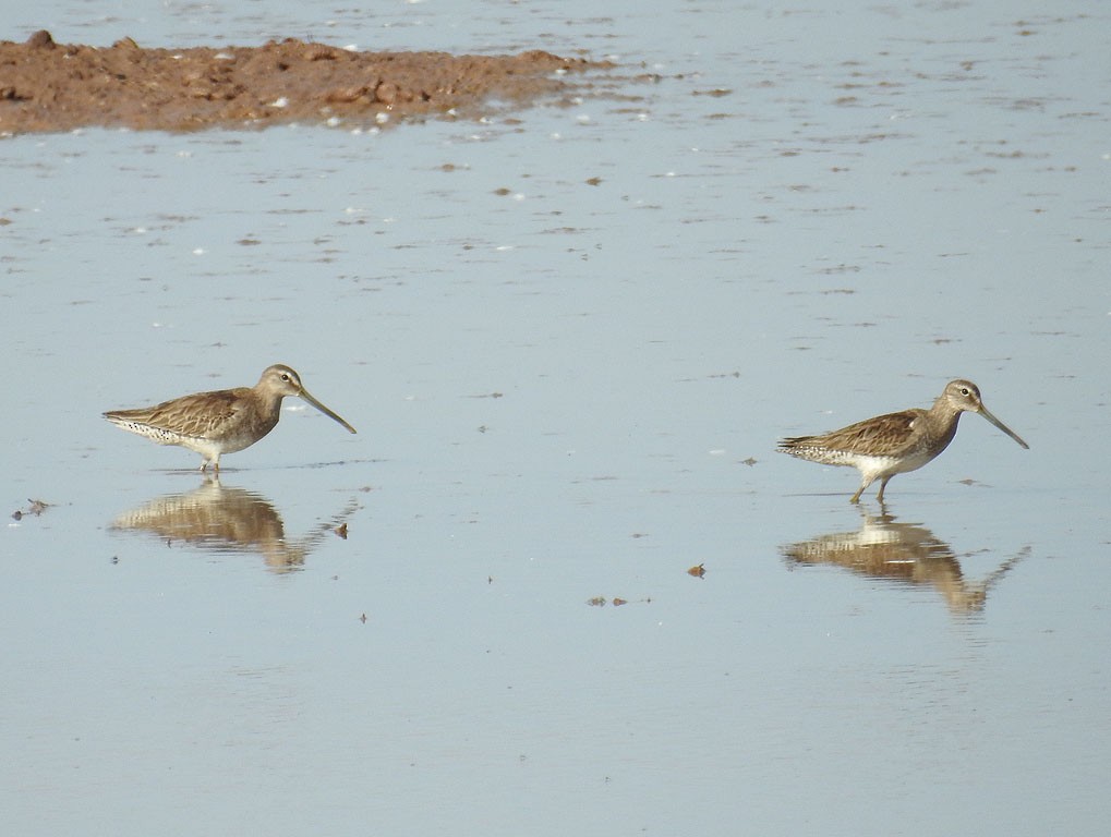 Long-billed Dowitcher - Ad Konings