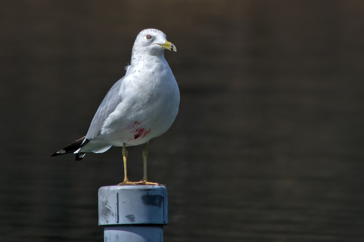 Ring-billed Gull - Rob Dickerson