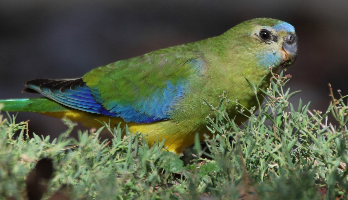 Turquoise Parrot - Thalia and Darren Broughton