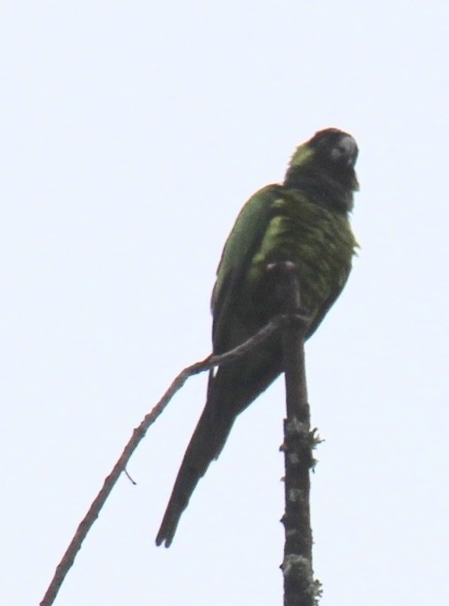 Nanday Parakeet - pamela graber