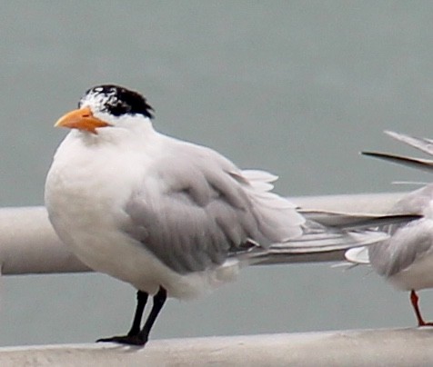 Royal Tern - pamela graber