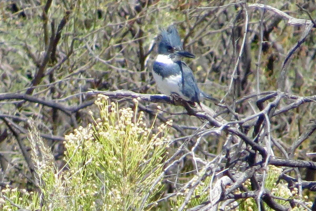 Belted Kingfisher - ML90492251