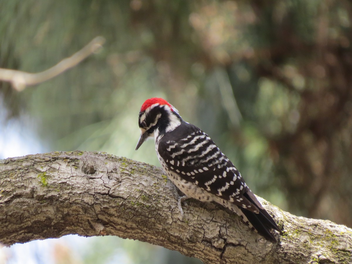 Nuttall's Woodpecker - ML90496181