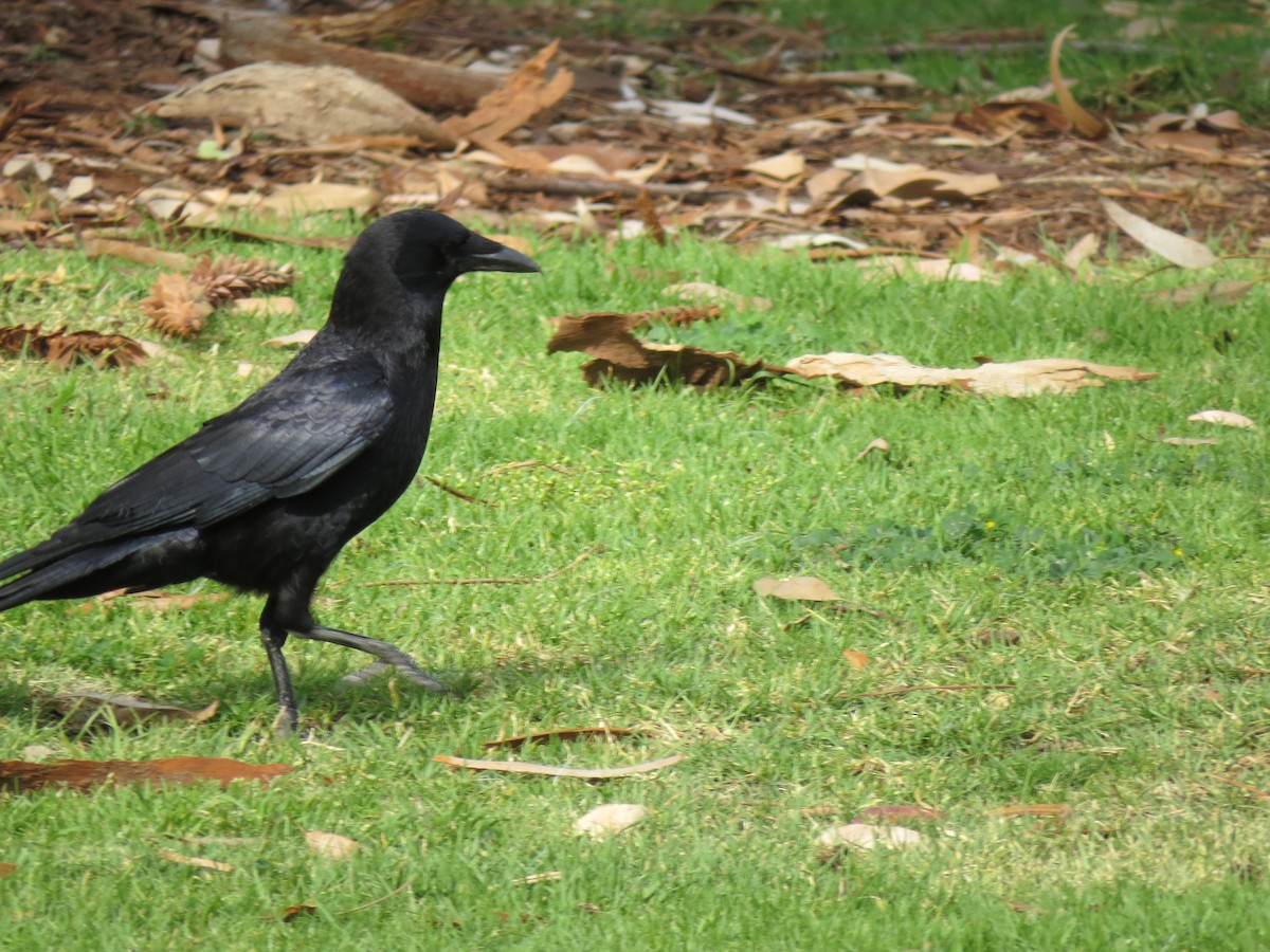 Common Raven - Norka Saldana