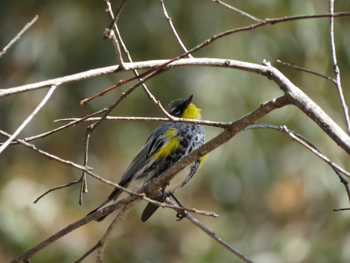 Yellow-rumped Warbler (Audubon's) - ML90496561