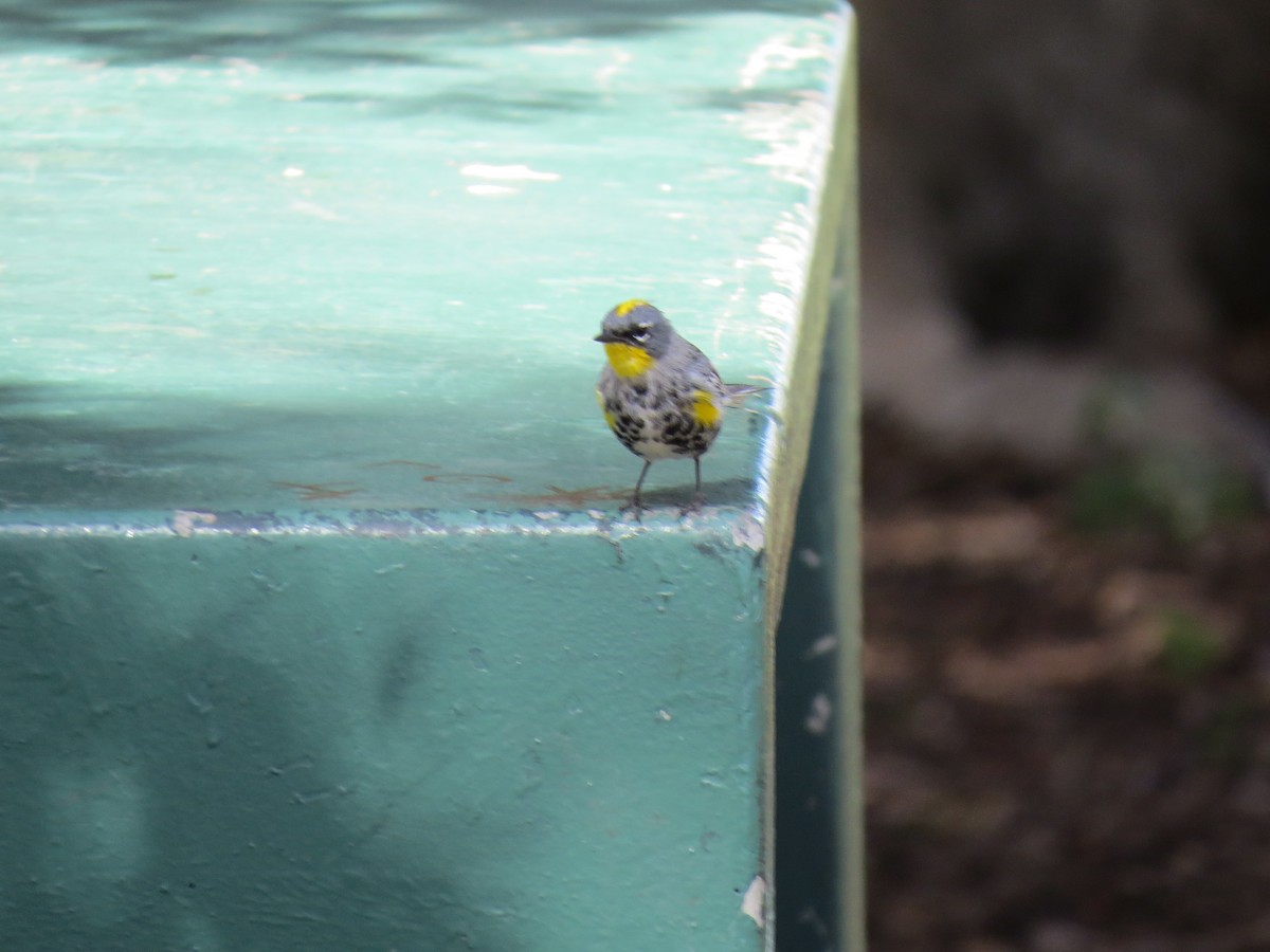 Yellow-rumped Warbler (Audubon's) - ML90496571