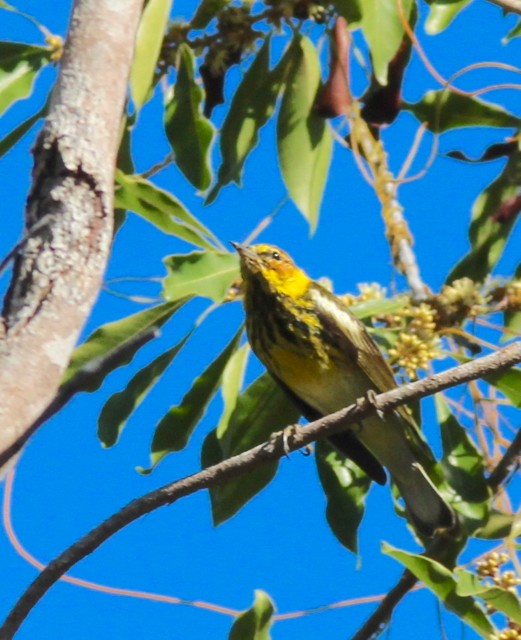 Cape May Warbler - ML90498711