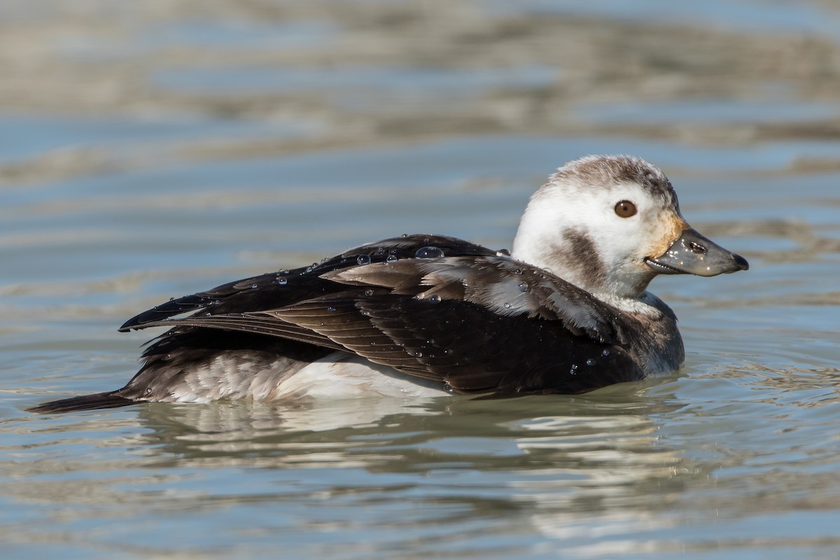 Long-tailed Duck - ML90499281