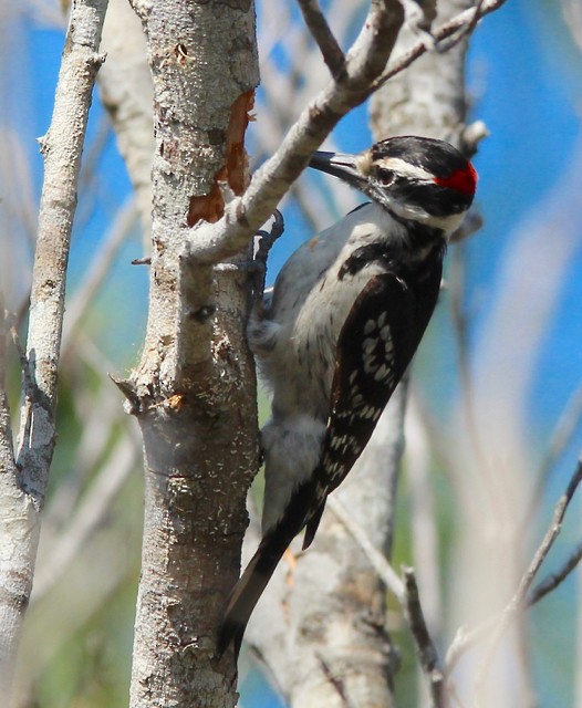 Hairy Woodpecker - Stuart White
