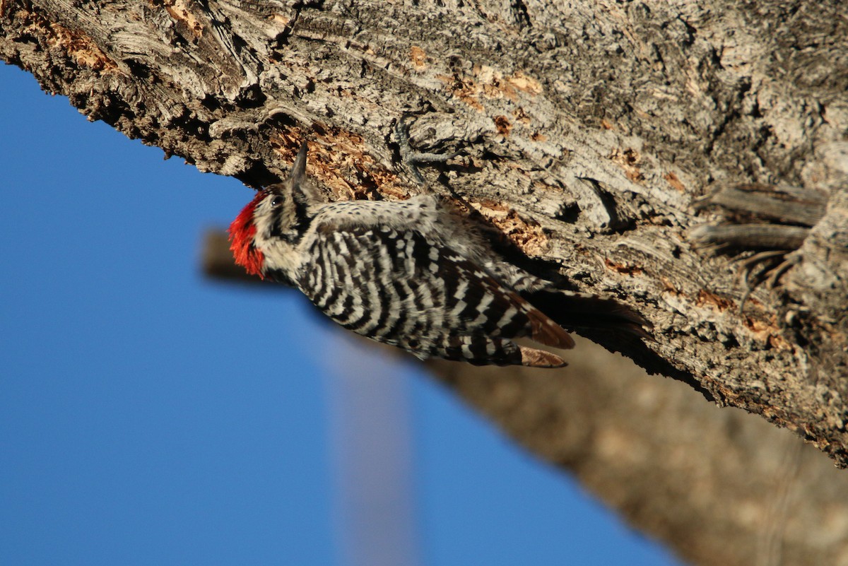 Ladder-backed Woodpecker - Ken Oeser