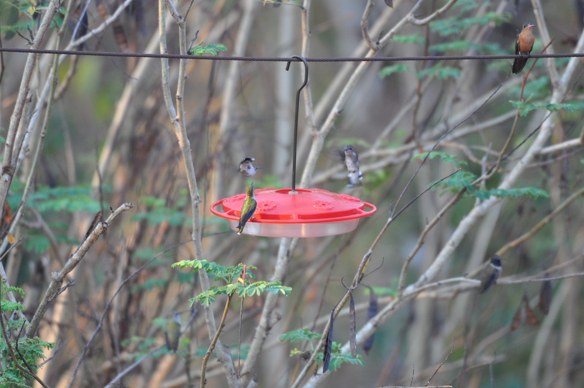 Ruby-throated Hummingbird - Ethan Gosnell