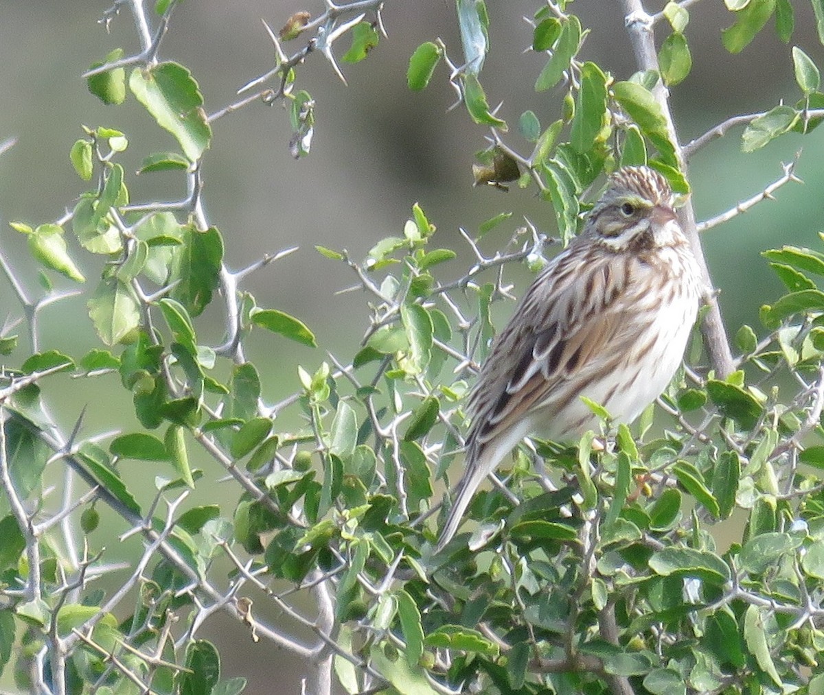 Savannah Sparrow - ML90508121