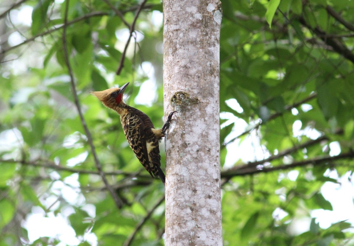 Ochre-backed Woodpecker - Willian Menq