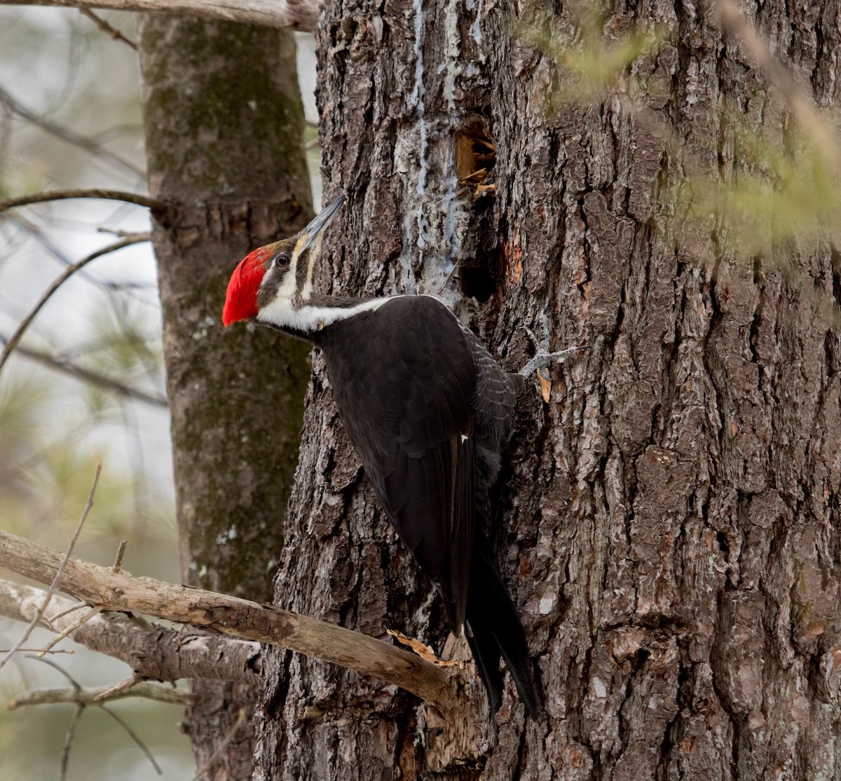 Pileated Woodpecker - Kathryn Lauer