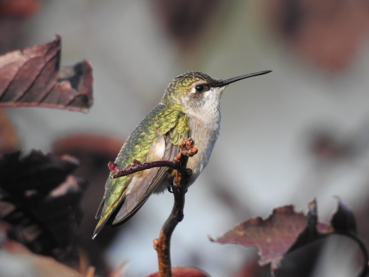 Ruby-throated Hummingbird - Sharla Meester