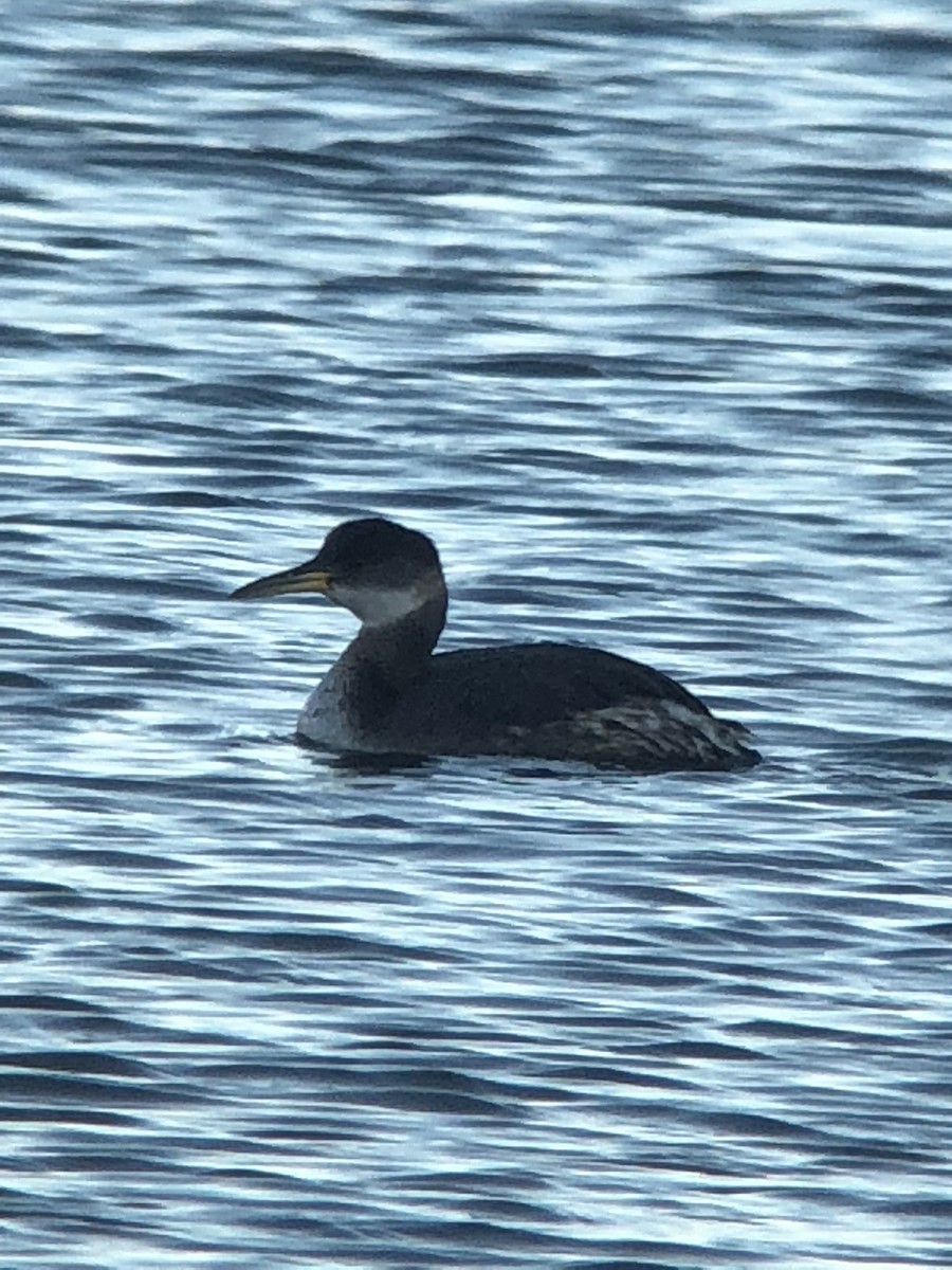 Red-necked Grebe - ML90517471