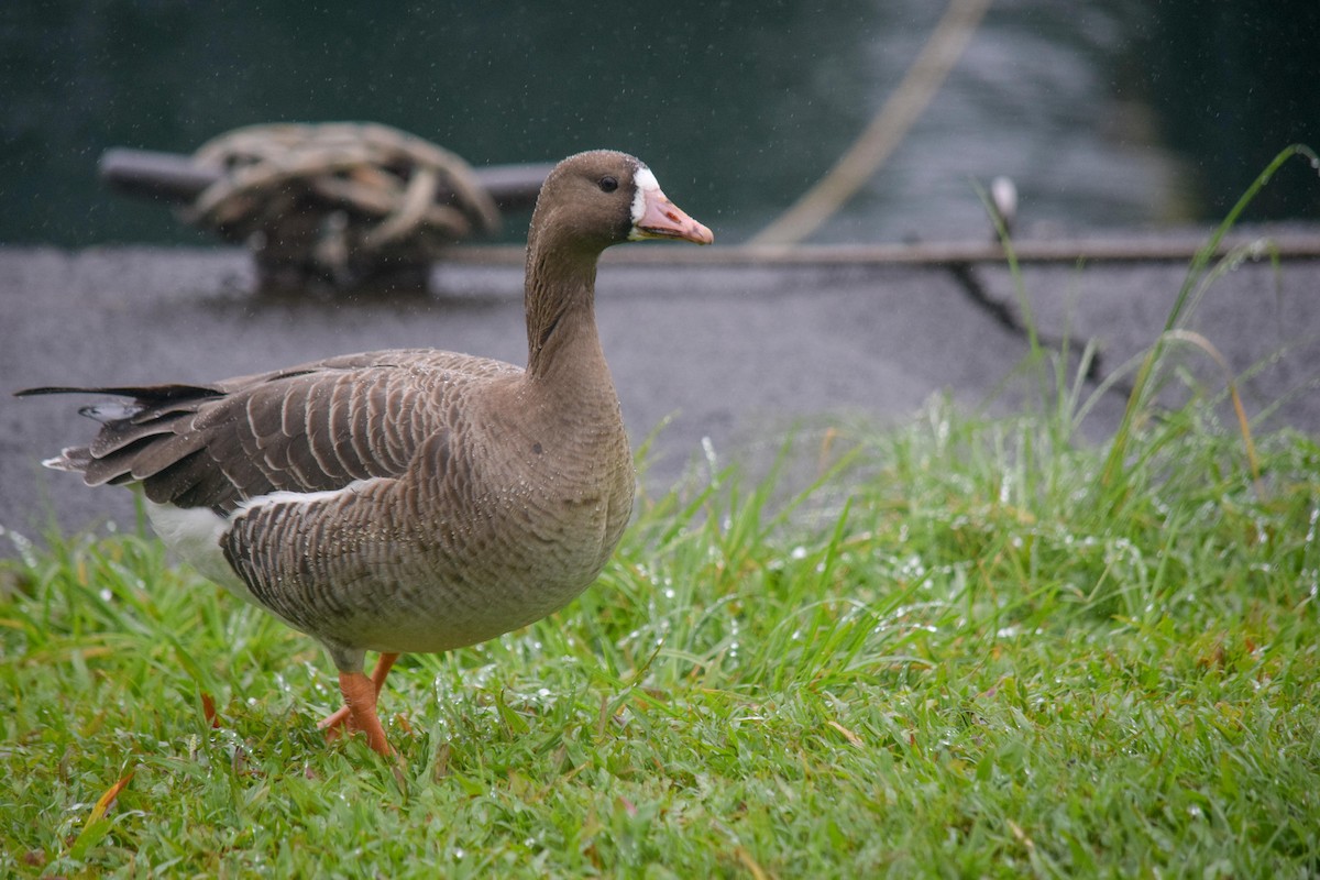 Greater White-fronted Goose - ML90517661