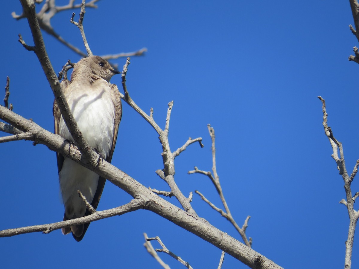 Northern Rough-winged Swallow - ML90517791