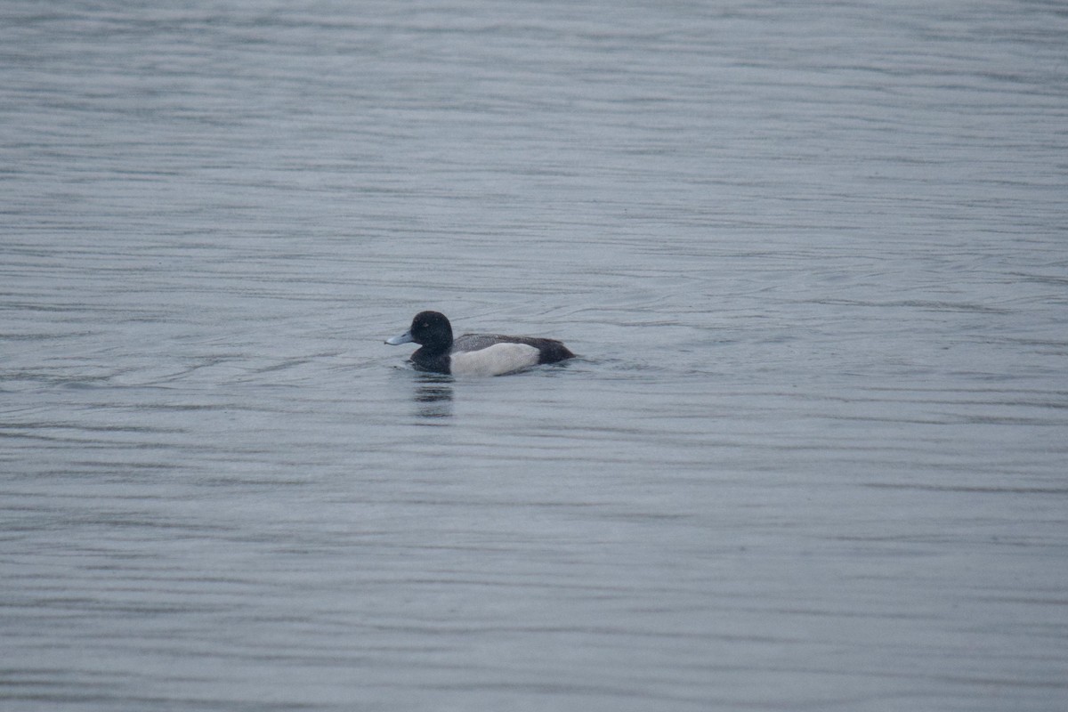 Greater Scaup - ML90518001