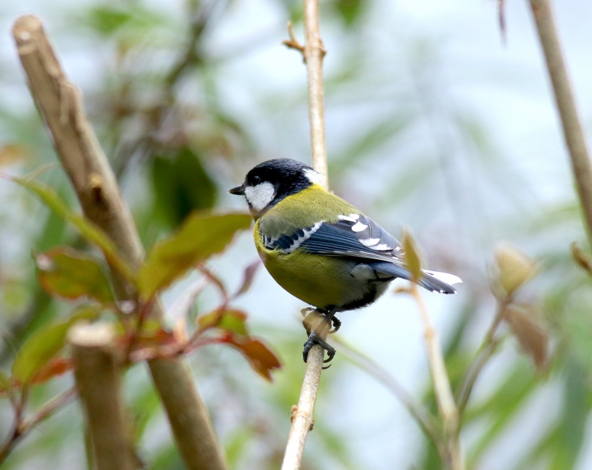 Green-backed Tit - 佑淇 陳