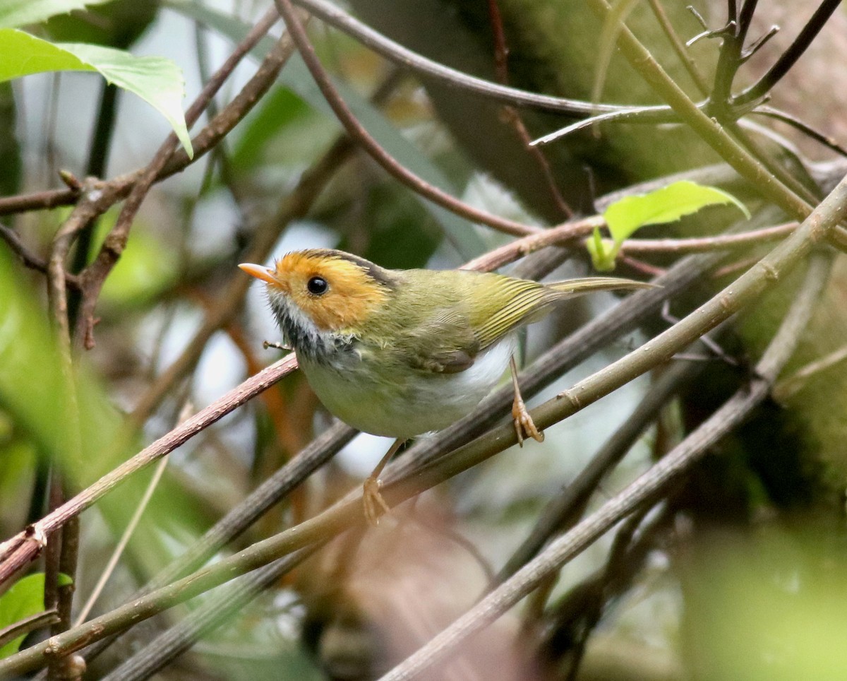 Rufous-faced Warbler - 佑淇 陳