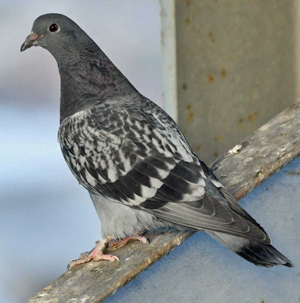 Rock Pigeon (Feral Pigeon) - marie mischel