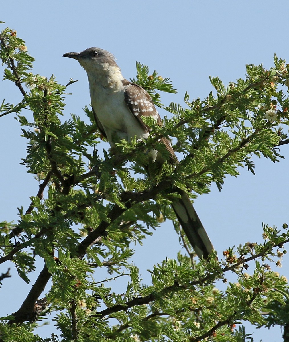 Great Spotted Cuckoo - Charlotte Byers