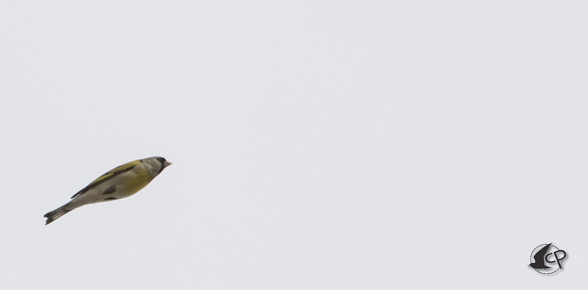 Lawrence's Goldfinch - ML90529231