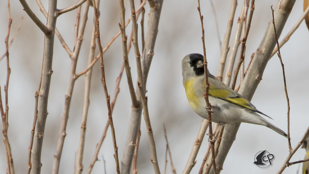 Lawrence's Goldfinch - ML90529251