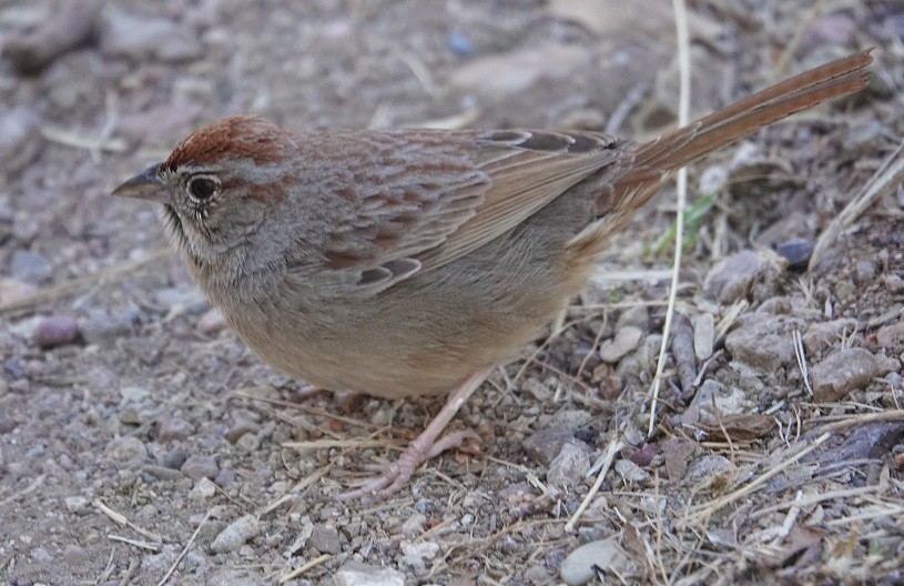 Rufous-crowned Sparrow - ML90531341
