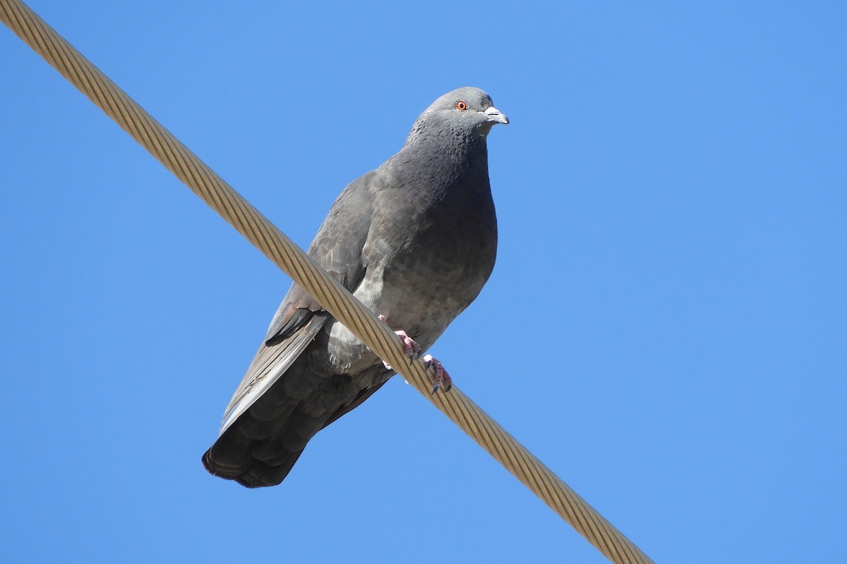 Rock Pigeon (Feral Pigeon) - ML90531851