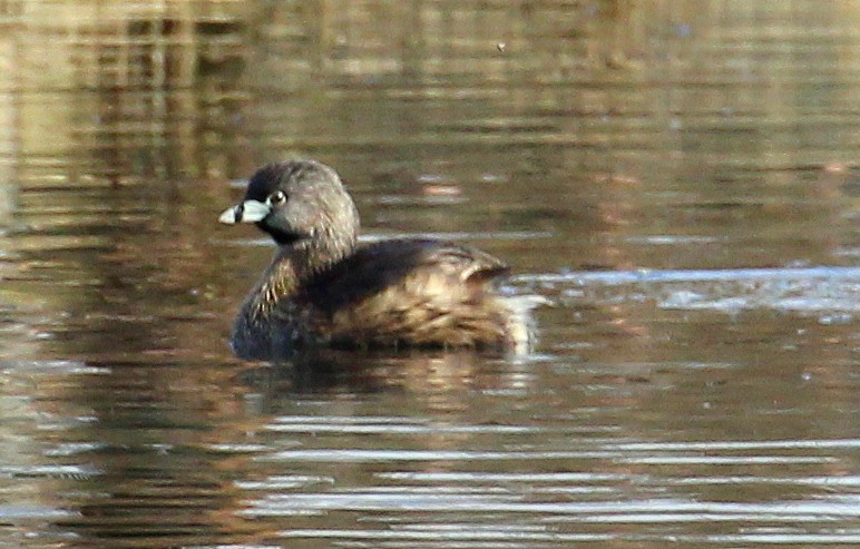 Pied-billed Grebe - kevin dougherty