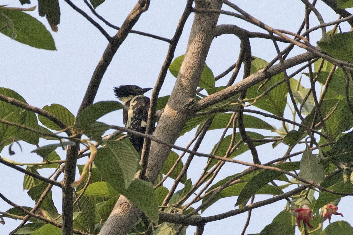 Black-and-buff Woodpecker - Charley Hesse TROPICAL BIRDING