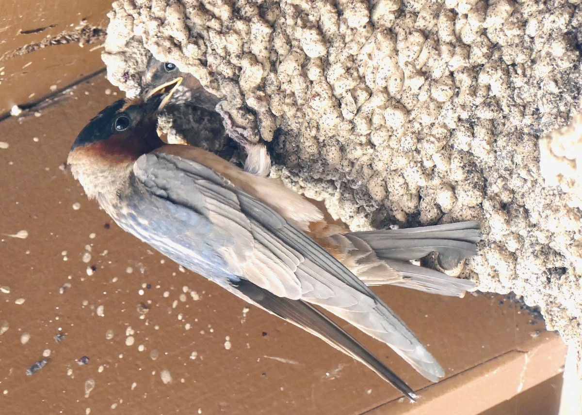 Cliff Swallow - Don Hall
