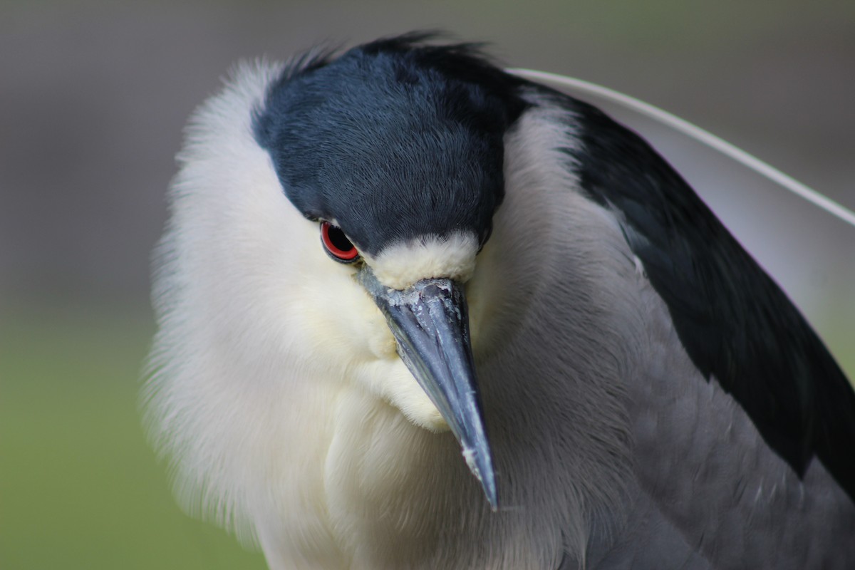 Black-crowned Night Heron - Marie Chappell