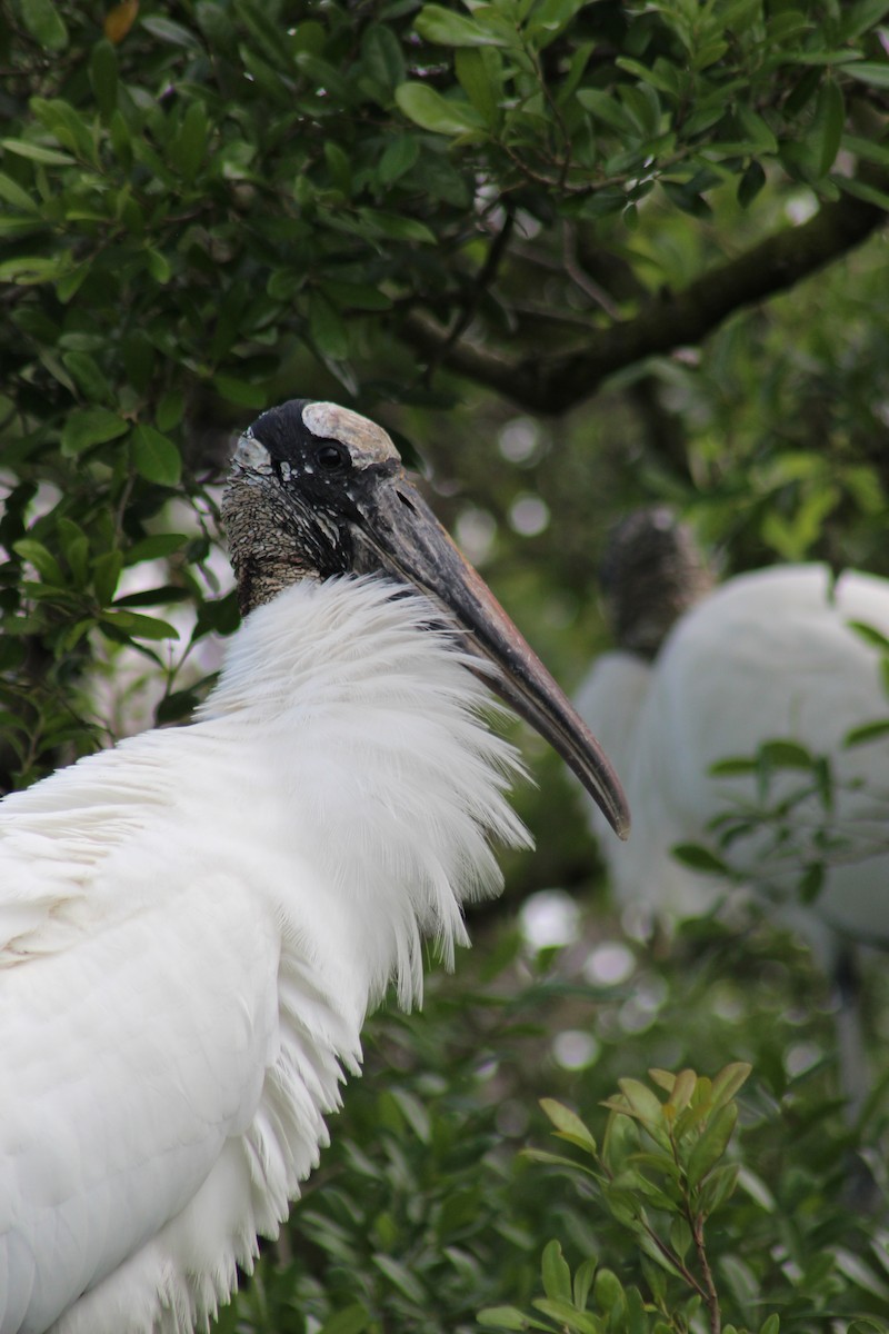 Wood Stork - Marie Chappell