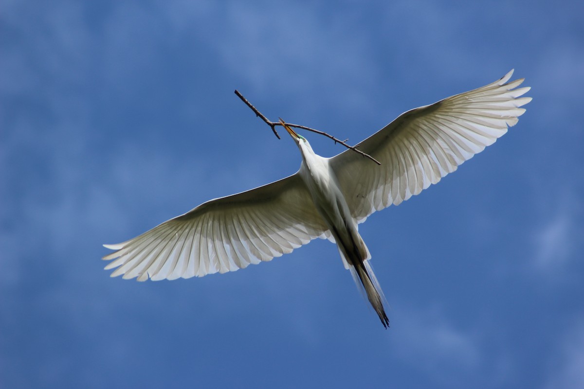 Great Egret - Marie Chappell