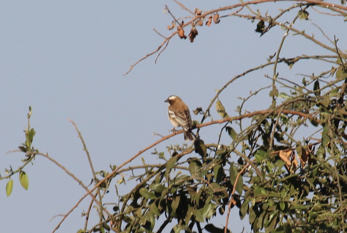 White-browed Sparrow-Weaver - ML90539761