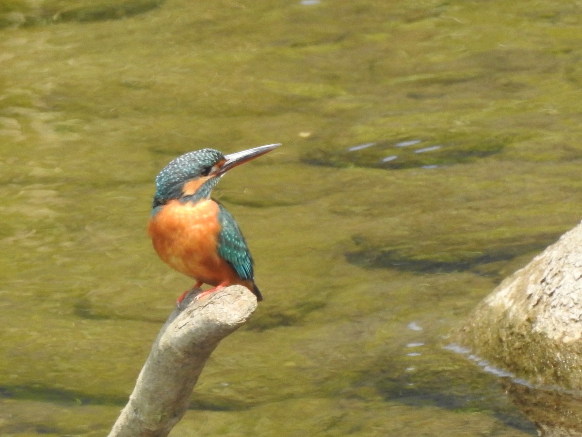 Common Kingfisher - Hsien-Tang Lin