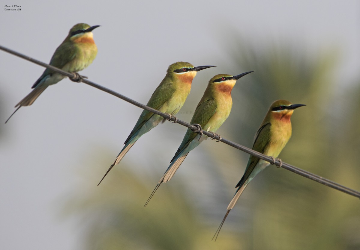 Blue-tailed Bee-eater - Swapnil Thatte