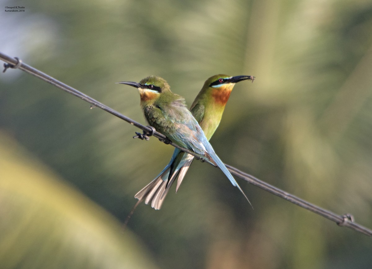 Blue-tailed Bee-eater - ML90541761