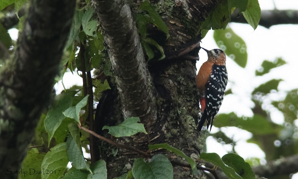 Rufous-bellied Woodpecker - ML90543051