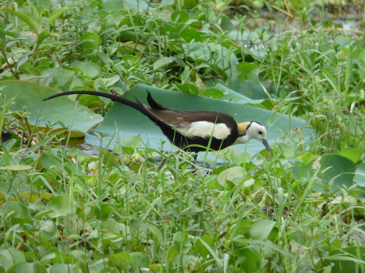 Pheasant-tailed Jacana - Rustom Jamadar