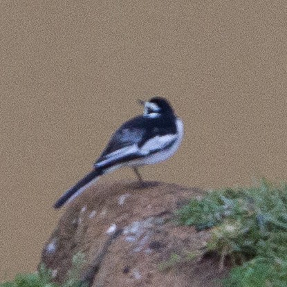 African Pied Wagtail - ML90544841