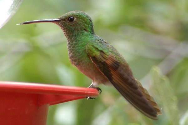 Berylline Hummingbird - Pat Goltz