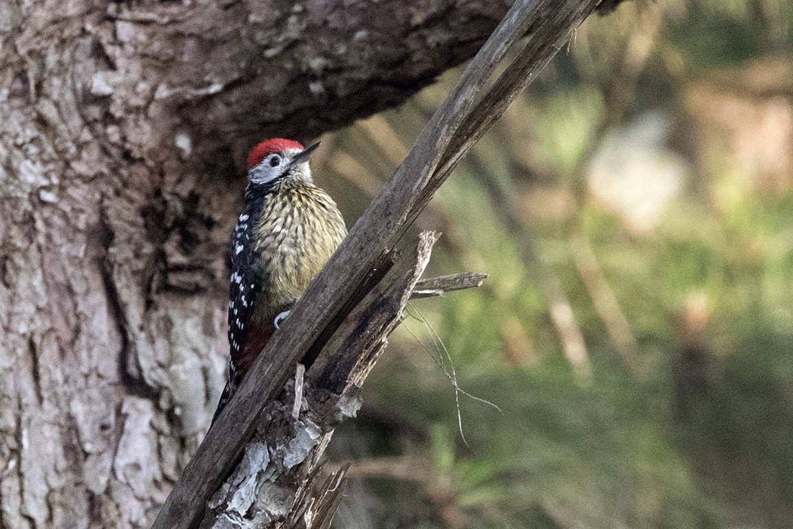 Stripe-breasted Woodpecker - Charley Hesse TROPICAL BIRDING