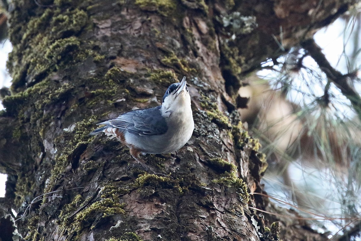 Giant Nuthatch - Charley Hesse TROPICAL BIRDING