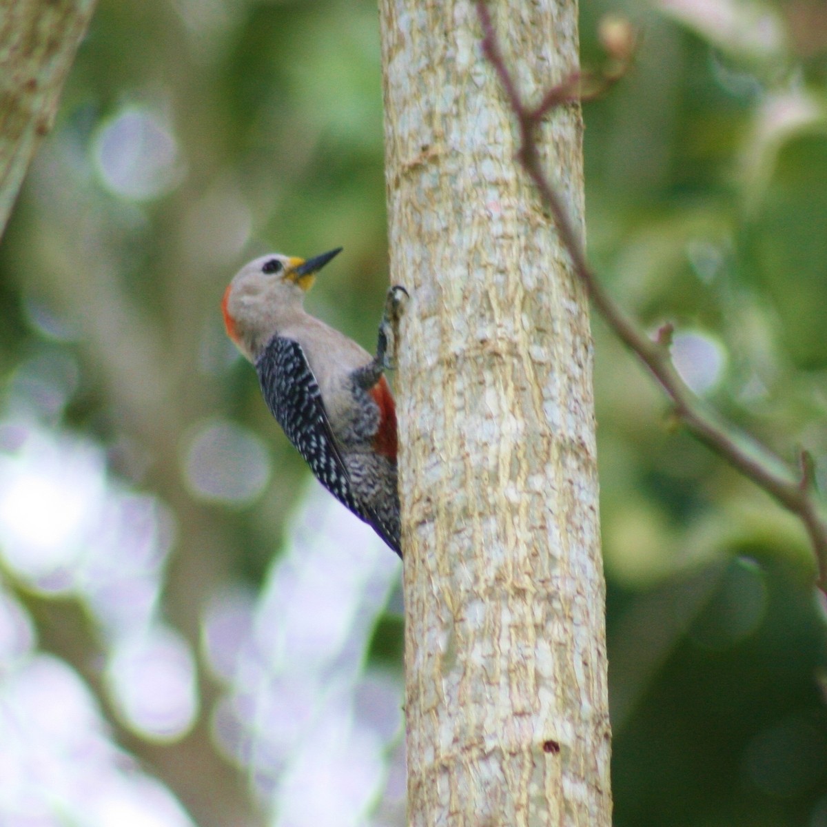 Yucatan Woodpecker - ML90551371